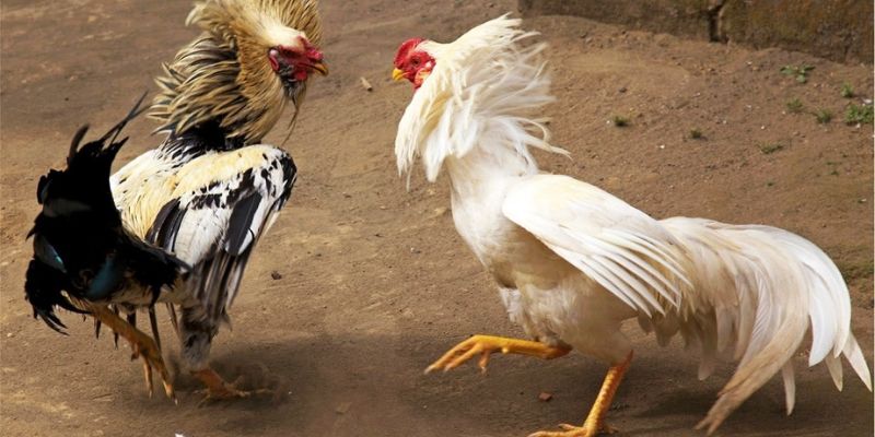 Chi tiết từng bước hướng dẫn chơi đá gà cựa dao tại Fun88