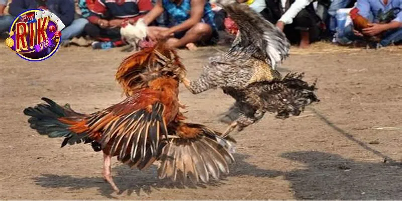 Đấu gà Thomo có 102 và tuyệt vời nhất tại Rikvip