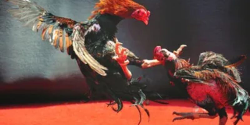 Những bí quyết giúp game thủ chơi đà gà cựa sắt hiệu quả