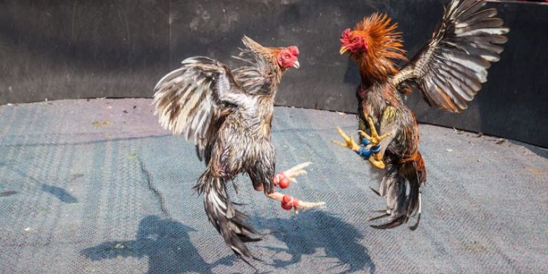 Những điểm cần lưu tâm khi tham gia đá gà cựa sắt