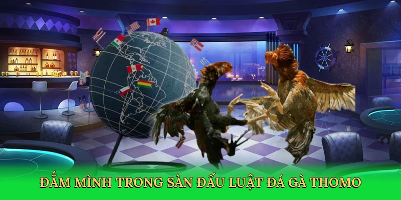Đắm mình trong sàn đấu luật đá gà Thomo