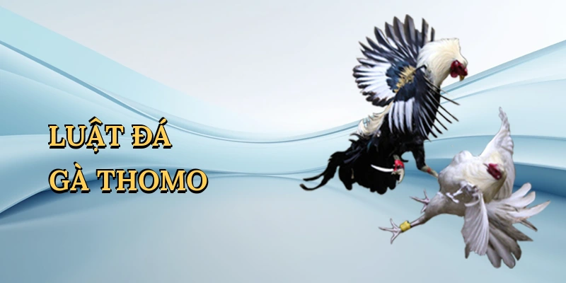 Luật đá gà Thomo