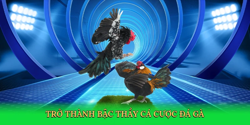 Trở thành bậc thầy cá cược đá gà
