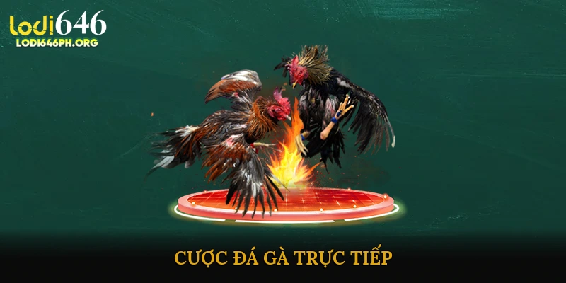 Cược đá gà trực tiếp