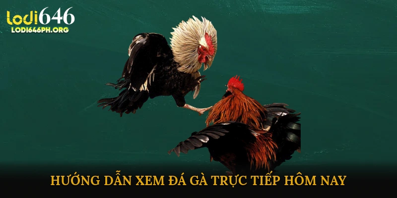 Hướng dẫn xem đá gà trực tiếp hôm nay