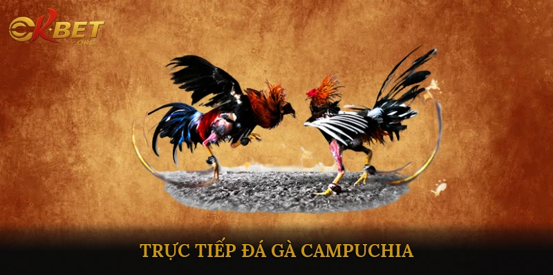Trực tiếp đá gà Campuchia