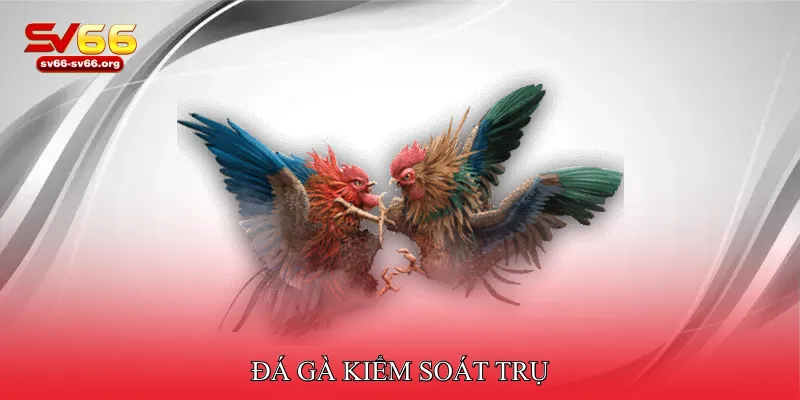 Đá gà kiểm soát trụ