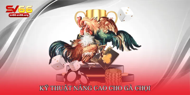 Kỹ thuật nâng cao cho gà chọi