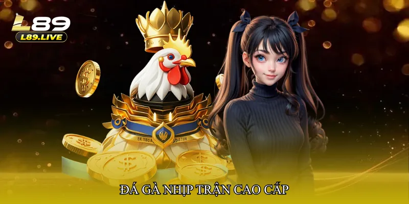 Đá gà nhịp trận cao cấp